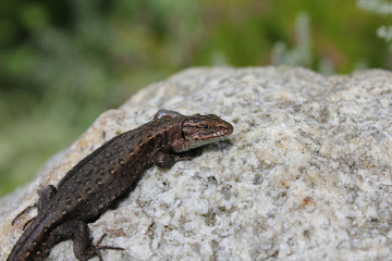 Portret jaszczurki na tle skały © Wlodzimierz