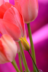 Beautiful background with Red Tulips Flowers. Colorful Card for Mothers Day, Birthday, International Women's Day March 8.