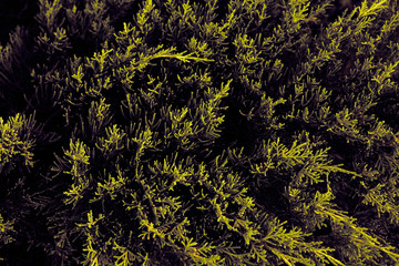 green leaves foliage texture stylish background or wallpaper 