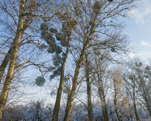 trees covered with hoarfrost and snow