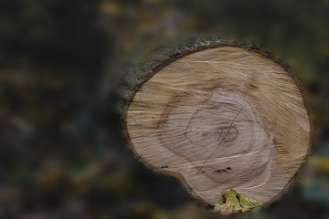 tree wood nature leaf fungi firewood stem macro fall natural flower bark timber white stump cut...