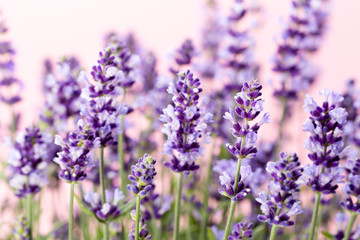 Lavender flowers.