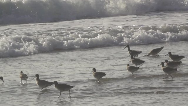 Birds Wade Along Ocean Shore