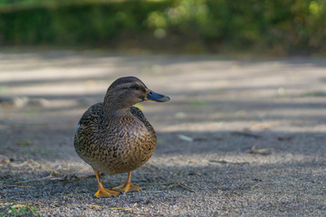 Female Duck