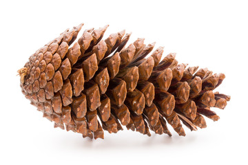 Christmas pine cone on white background.