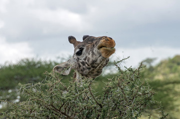 Giraffen Serengeti