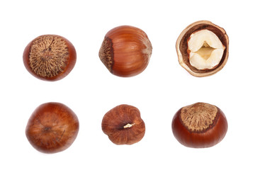 Hazelnut isolated on white background. Set or collection. Top view