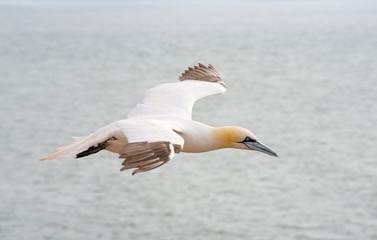 Fototapeta na wymiar Basstölpel (Morus bassanus oder Sula bassana) fliegt über das Meer, Helgoland, Nordsee, Schleswig-Holstein, Deutschland 