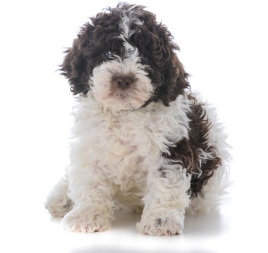 lagotto romagnolo puppy sitting