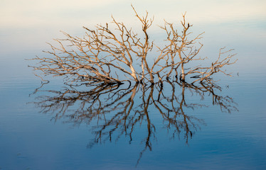 Reflexo 