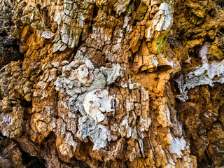 The texture of the trunk of an old tree with a cracked bark.