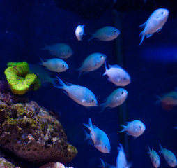 Naklejka na ściany i meble a lot of small fish under water in the ocean