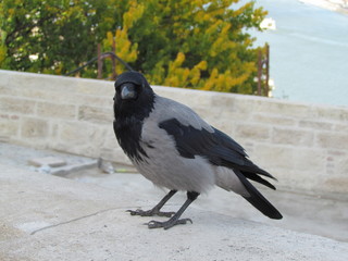 corvo