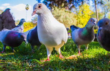 A white dove close-up looks into the camera lens with curiosity. The gray pigeons keep behind the white one.