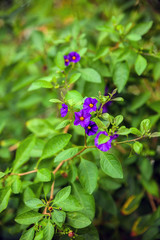 Exotic flowers from French Riviera