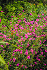 Exotic flowers from French Riviera