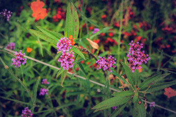 Exotic flowers from French Riviera