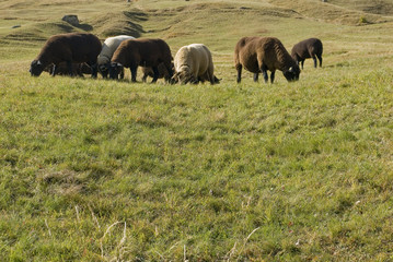 Fototapeta na wymiar landscape: closeup of group of sheep (brown, beige), in a pasture (grazing) in high mountains in Goppenstein, grass is colored by the first cold of autumn, yellow, green, red, sun, autumn, Switzerland