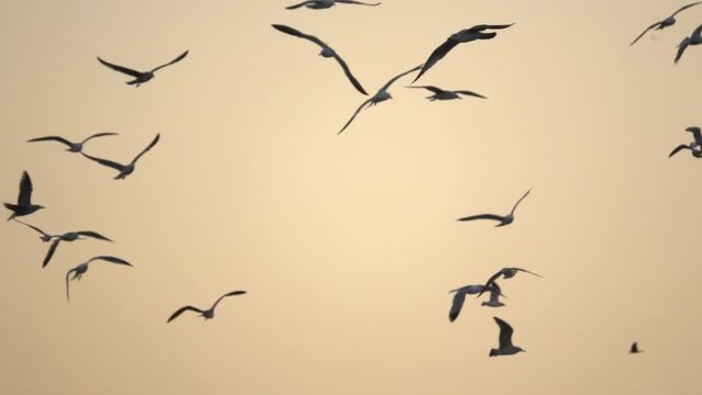 Flock of Birds Flies Across Sky at Sunset