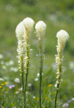 Focus Stacked Image of Bear Grass