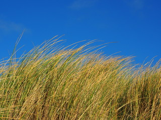 Obraz premium Nordsee: Strandhafer im Wind