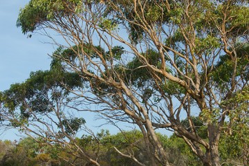 Leaves of a treetop