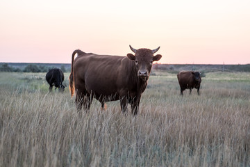 A herd of cows on a summer green field at sunset