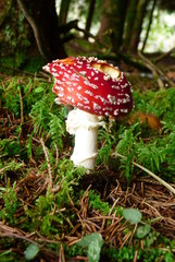 champignon rouge