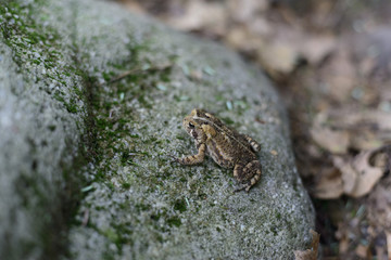 Eastern American Toad