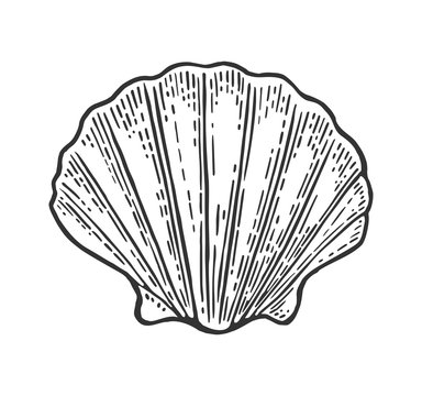 Sea shell Scallop. Color engraving vintage illustration. Isolated on white background.