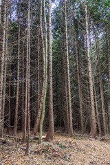 Obraz premium green coniferous forest woods in English countryside