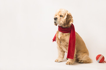 American cocker spaniel in a red scarf on white background. The dog sits, side view. Red christmas ball near dog. Copy space.