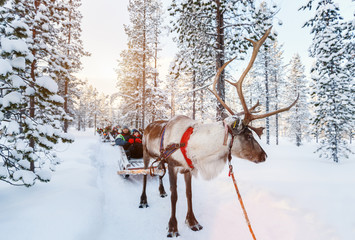 Reindeer safari