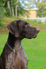 German Shorthaired Pointer