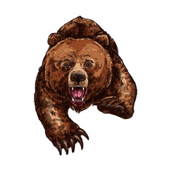 Naklejka premium Grizzly bear roaring vector isolated sketch animal