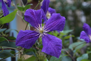 lila clematis