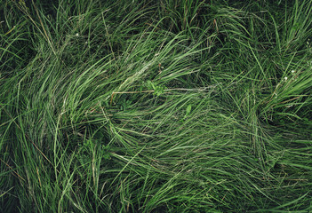High green grass. Background, texture. Top wiev.