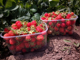 Strawberries in the field