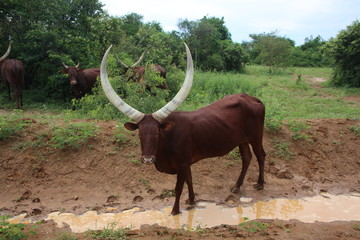 Mucca del Botswana