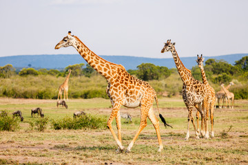 Giraffes in safari park