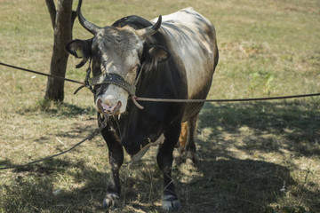 Traditioneller Stierkampf in Bosnien-Herzegowina