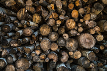 Catasta di tronchi di legno