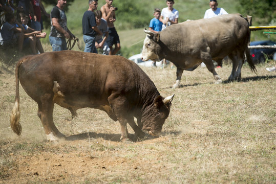 Traditioneller Stierkampf in Bosnien-Herzegowina
