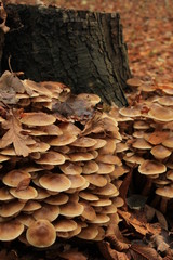 Mushrooms in a fall forest