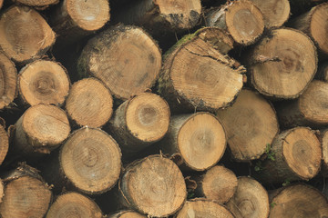 Chopped fuel wood in a forest