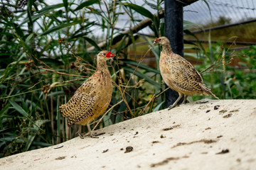 Common pheasant breeding in captivity