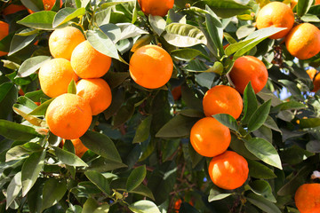 Orange fruits. Orange tree with fruits. Tropical Mediterranean plant. 