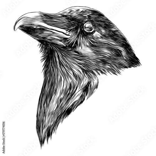 "the Raven head sketch vector graphics monochrome blackandwhite