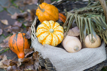 Basket with different colorful small pumpkins in the yard in autumn: courtyard decoration