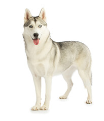 Happy Siberian Husky standing